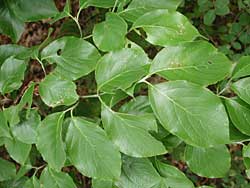 smooth leaves