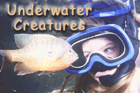 Fish & Underwater Creatures