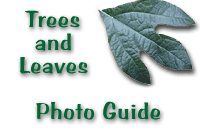 Trees & Leaves Photo Guide